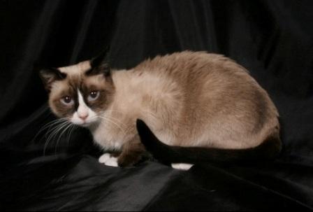 seal color Snowshoe cat