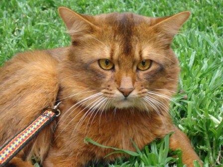 Somali cat, ruddy color