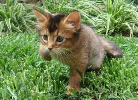 ruddy Somali kitten