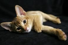 sorrel Abyssinian Cat