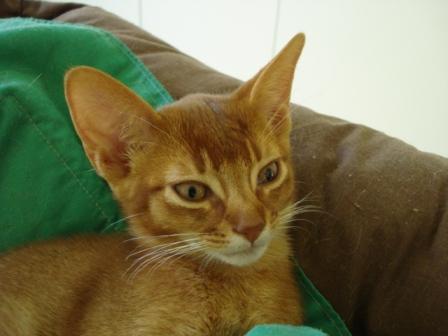 sorrel Abyssinian Cat