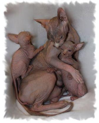 sphynx kittens