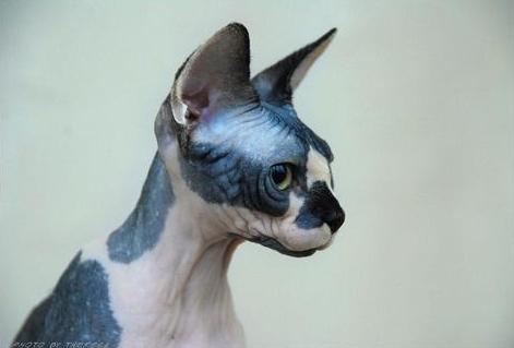 © Theresa Fouche | Sphynx cat Exposed Razzmatazz | Breeder: L Anthony & Theresa Aldum