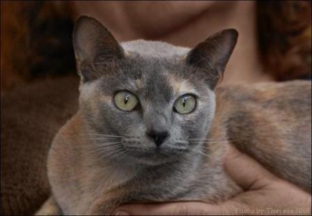 blue solid tortie Tonkinese