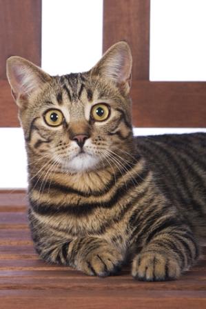 31++ Toyger kitten edmonton Funny Cats Life