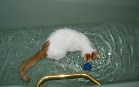 Turkish Swimming Cat