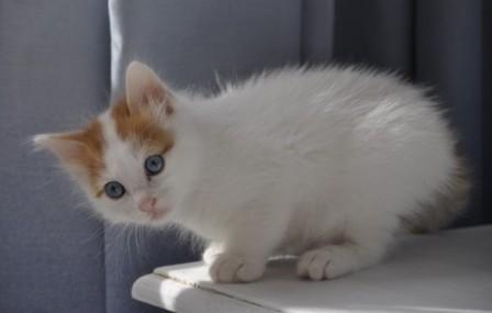 Turkish Van Kitten