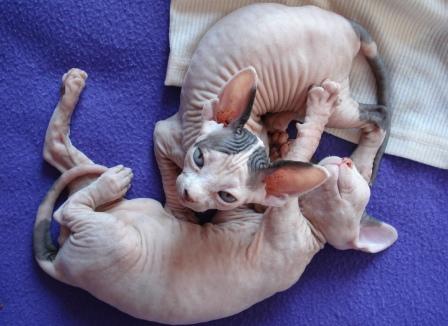 Sphynx kittens