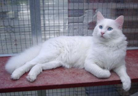 white Turkish Van cat