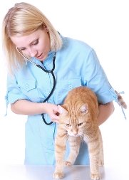 vet examining cat