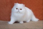 white persian cat