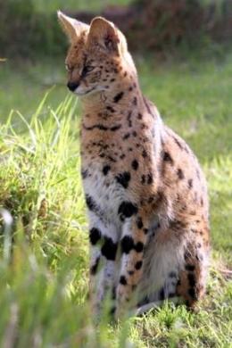 wild serval cat